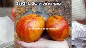 Сорта Софии Сааковой на сезон 2026. Выбор сортов сделан🙏