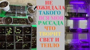 ВСЯ МОЯ РАССАДА на 27 февраля НЕ ОЖИДАЛА / ВСХОДЫ ПЕРЦА, ОГУРЦОВ, ТОМАТОВ, ВИОЛЫ