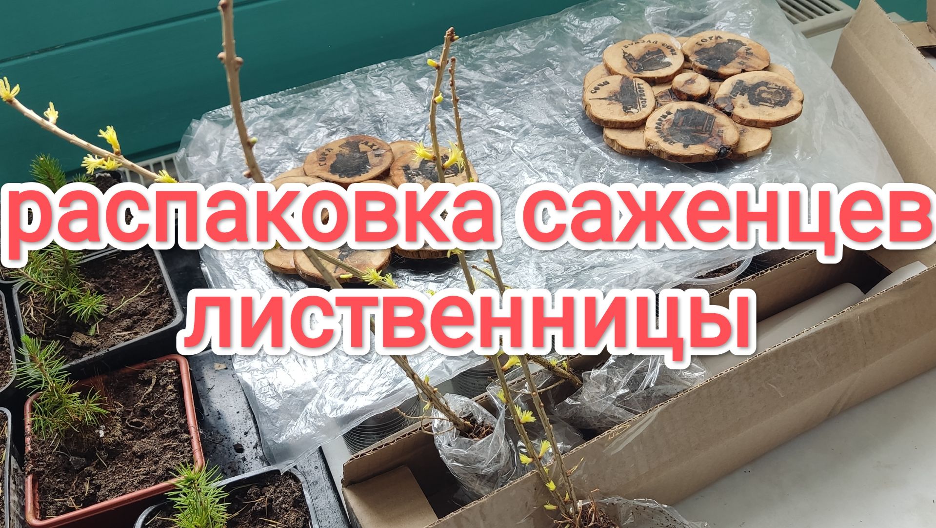 Распаковка саженцев лиственницы