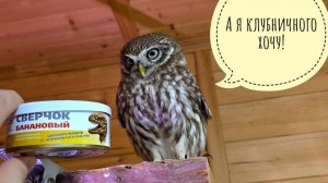 Сыч Лучик помогает в обзоре консерв из жуколиц от T-RexFood. Орхидея устала жить и уходит красиво