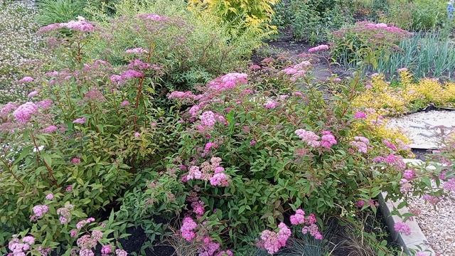 спирея краснолистная в коллекции сада