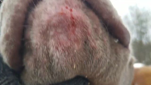 Игорь Алтайский | Кинолог| Дрессировка собак