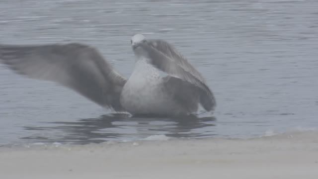 Молодая двухлетняя Серебристая Чайка купается, наблюдение птиц в Великом Новгороде 28.02.2026
