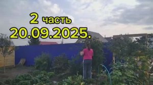2 ч.20.09.25./ подготавливаю участок к зимовке😊