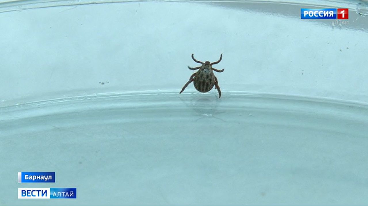 Энтомологи предупреждают: в этом году клещи на Алтае будут очень активными смотреть онлайн