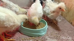 28-02-2026  Очень быстро выросли.🐥