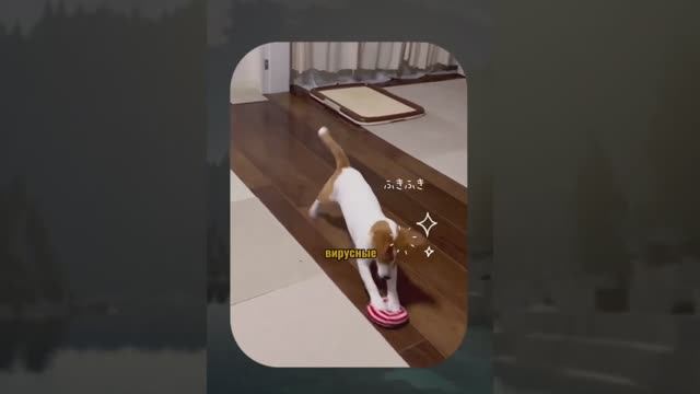 ВИРУСНЫЕ_ВИДЕО_Подборка_смешные_моменты_№10