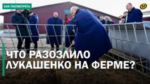 ВИЛЫ МНЕ ПРИНЕСИ! Лукашенко внезапно приехал на ферму и был шокирован/ Зловещее утро для чиновников