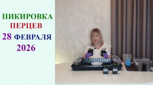 ПИКИРОВКА ПЕРЦЕВ 28 ФЕВРАЛЯ 2026.