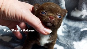 #скидки до 08/03/26 Добрыня смотрит мультики, а Геркулес играет #щенки_чихуахуа_продаю +79215950848