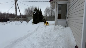 На дачу!!!  Важный ГАСпадин. Снег выше пояса.