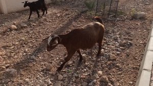 Кругом в деревне бегают козочки!