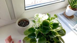 376. Цветочный микс 23-28.02.2026.