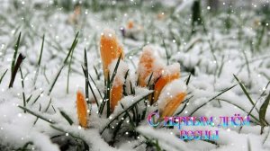 Футаж. С первым днём весны 14