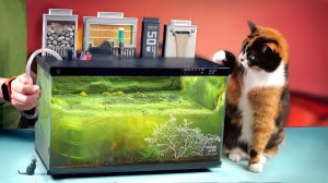 АКВАРИУМ ИЗ БУДУЩЕГО - 240 ДНЕЙ СПУСТЯ