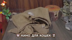 Видео для кошек про крысок развлекать питомцев 🐭🐀😂 (472)