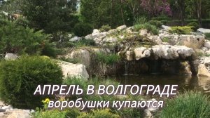 Весна в Волгограде. ЦПКиО. Воробушки купаются✅