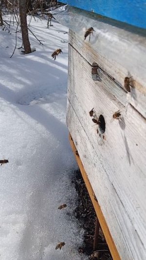 Последний день календарной зимы.