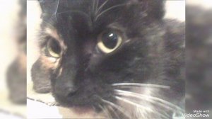 вечная память Всем 😭😢😿💓❤️