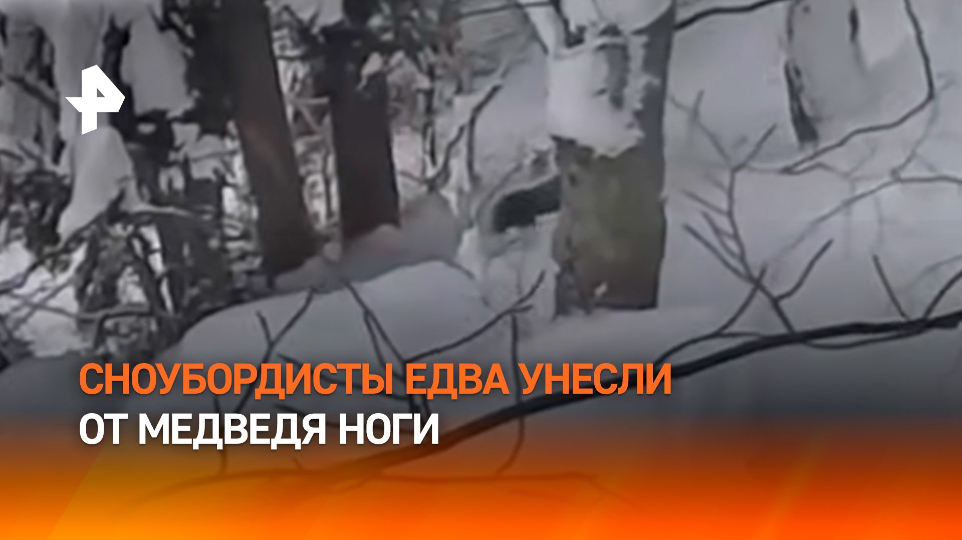 Медведь вышел к сноубордистам на Красной Поляне смотреть онлайн