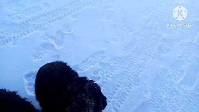 Обнаружили спайки после операции/дед переехал двух полицейских/окрошка смотреть онлайн