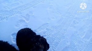 Обнаружили спайки после операции/дед переехал двух полицейских/окрошка