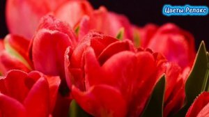 Цветы.Релакс