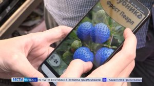 Чёрная клубника и яблоки со звездной начинкой: что еще дачникам предлагает выращивать нейросеть?