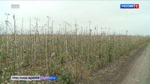 Полное самообеспечение саженцами вывело КБР в лидеры российского садоводства