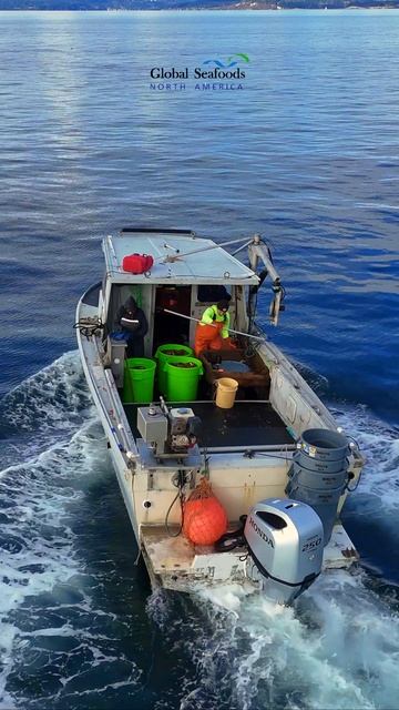 Сезон Dungeness Crab в Puget Sound 🦀 | Съемка с DJI дрона Сезон Dungeness Crab в Puget Sound 🦀 | Съемка с DJI дрона