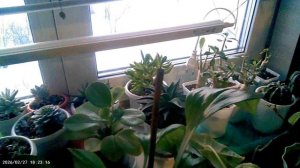 27.02.18.22.Зимний сад.Домашние цветы