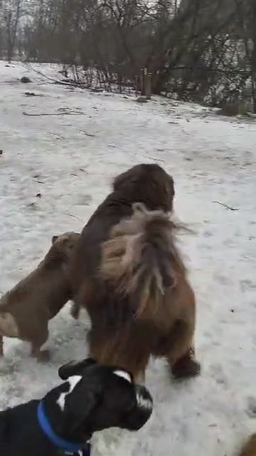 Игорь Алтайский | Кинолог| Дрессировка собак