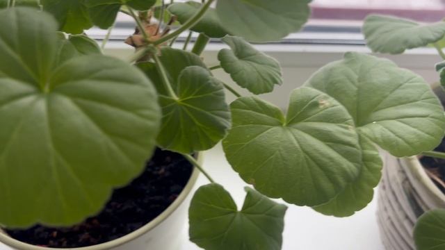 Ухаживаю за цветами на дачке. смотреть онлайн