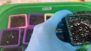 Самый простой способ посева сладкого перца для новичков.