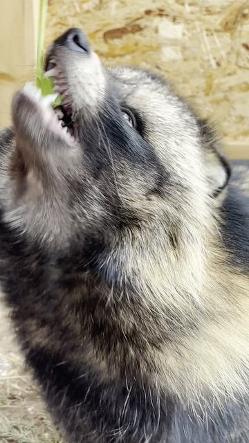 Лакомство! енотка тануки животные чавкать asmr питомцы пушистики хвосты собака лисица мем