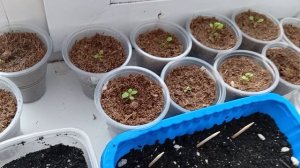 28-02-2026 обзор рассады