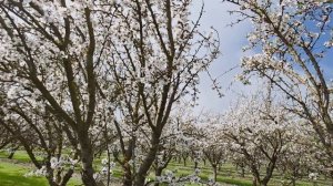 1000119340.mp4 этот год необычный сады так быстро отцвели