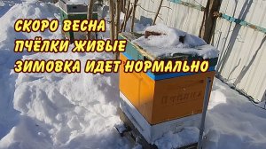 скоро весна пчёлки живые зимовка идет нормально