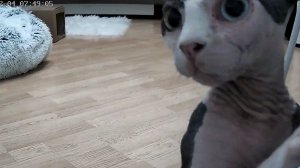 Камера поймала опасного преступника 😀