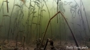 Рыбалка. Мормыш в воде