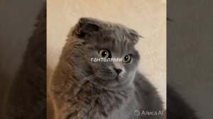 Огромный кот съел килограмм сосисок #кот #тренд