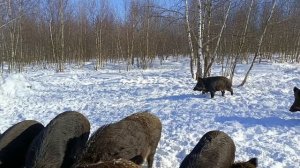 Охота на Кабана