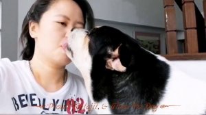 Почему собаки лижут человека?