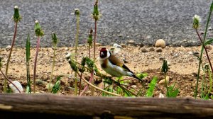 24 мая. Пение птиц.