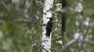 Красная книга Омской области.Желна.