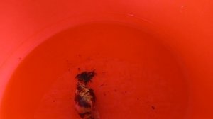 Купаю улитку