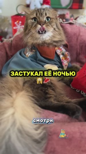 А вы тоже любите похомячить ночью?😹 #котики #юмор #смешныекоты
