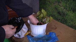 Посылка с павловским лимоном.