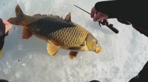 ПОЙМАЛ САЗАНА НА КИВОК!!РЫБАЛКА НА МОТЫЛЯ