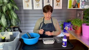 Сроки. Перец на рассаду.